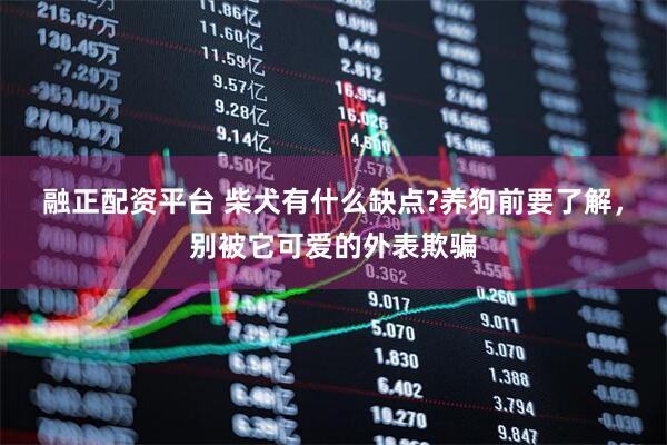 融正配资平台 柴犬有什么缺点?养狗前要了解，别被它可爱的外表欺骗