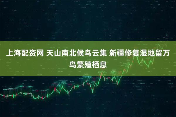 上海配资网 天山南北候鸟云集 新疆修复湿地留万鸟繁殖栖息
